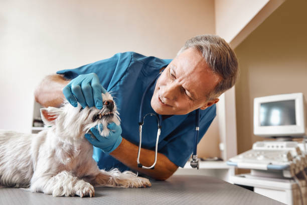 Best Tooth Infection Emergency Dentist  in Somerset, MD